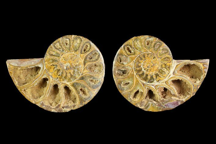 Cut & Polished Agatized Ammonite Fossil- Jurassic #131669